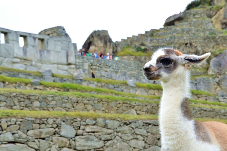 Лама среди руин древнего города инков