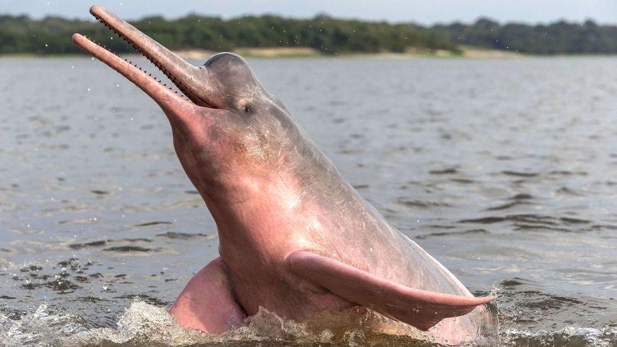Речной розовый дельфин выпрыгивает из реки - уникальные животные Амазонки
