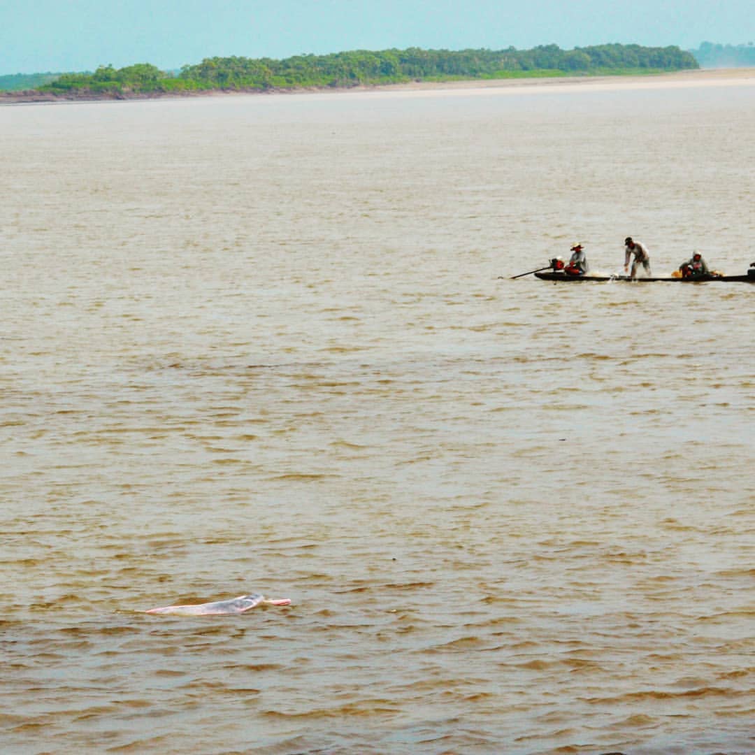 Розовый дельфин непрофессиональное фото