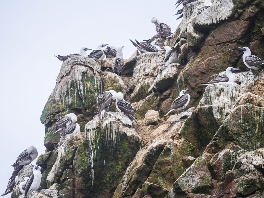 Олуши на скале в морском наиональном парке Паракас в Перу