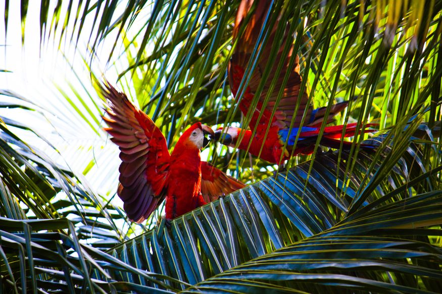 Красные попугаи ара дерутся в пальмовых листях