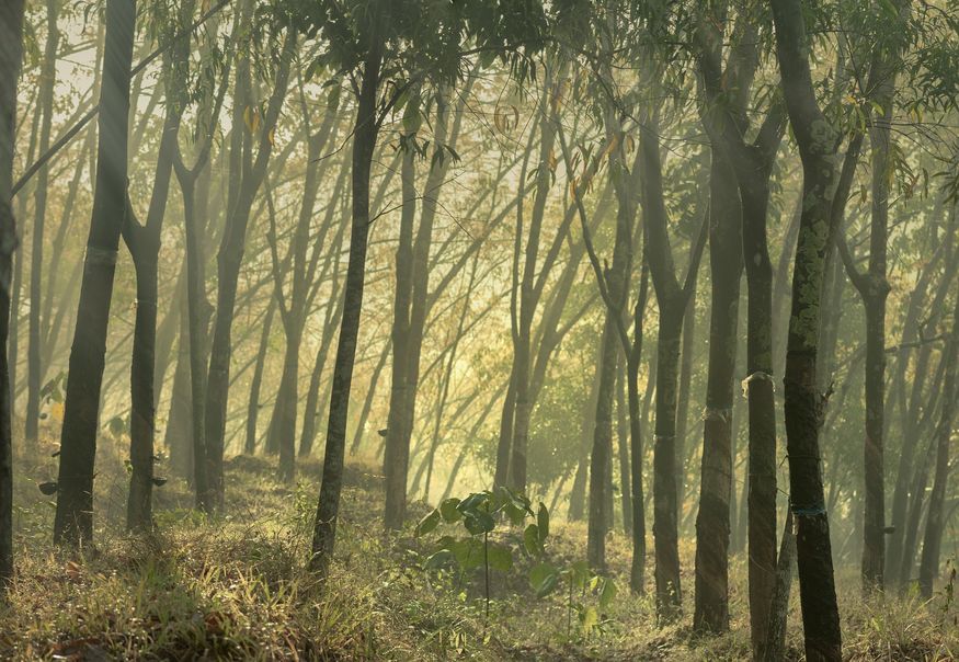 Лес бразильской гевеи - каучукового дерева