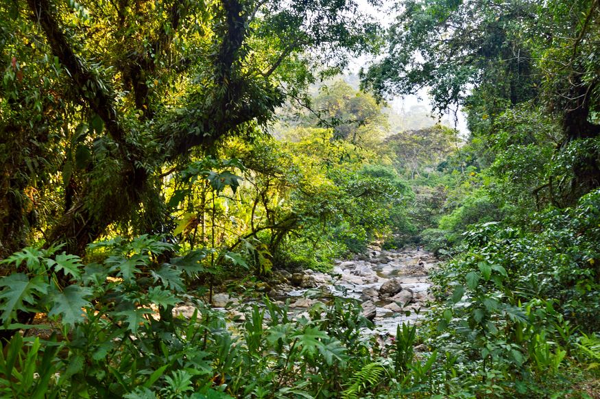 Река в джунглях Тинго Мария