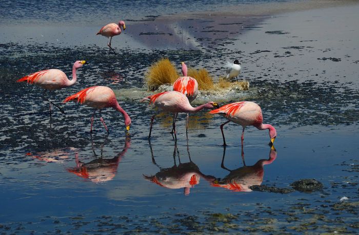 Фламинго Боливия