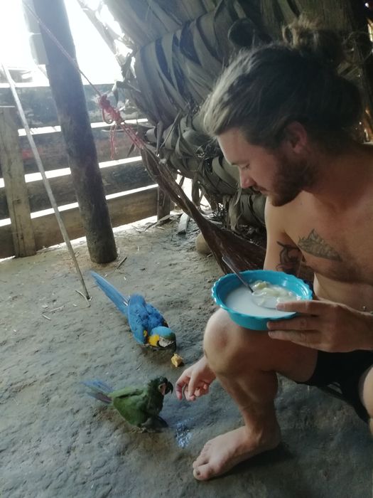 Завтрак с попугаями, которые обожают рис и папайю