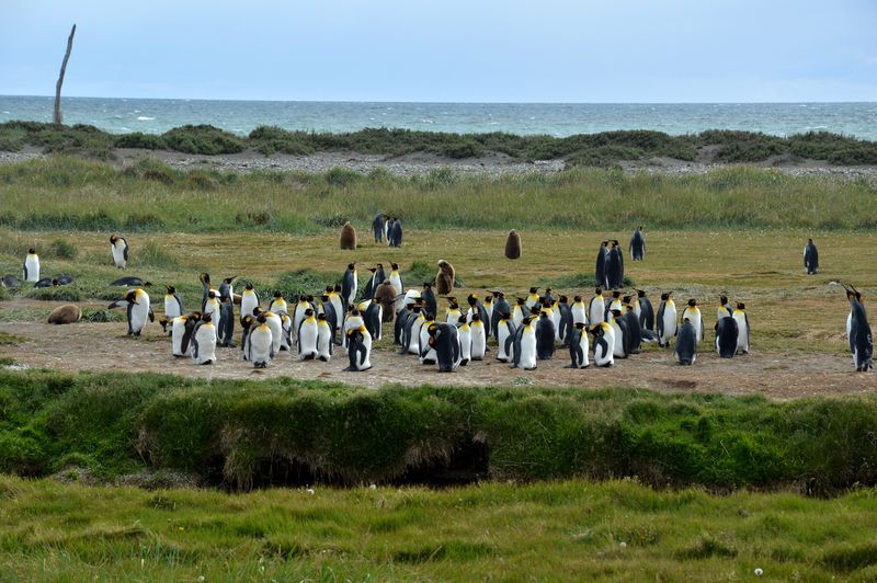 Королевские пингвины на Огненной Земле