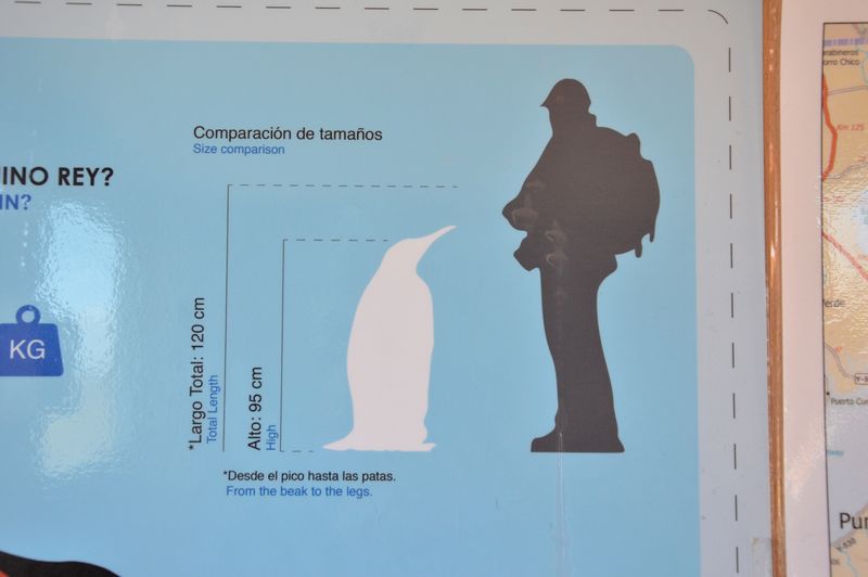Сравнение роста королевского пингвина и человека