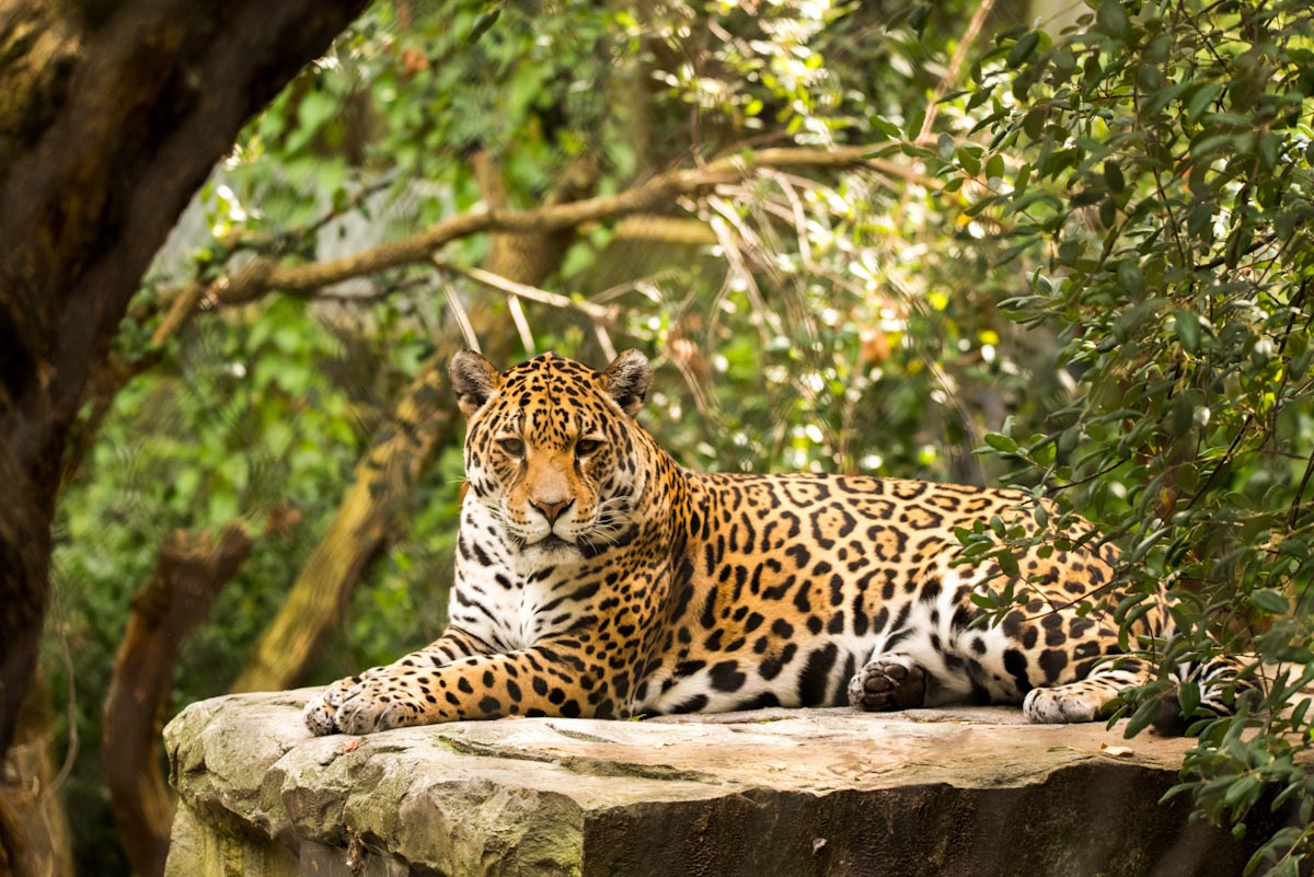 Животные Амазонки — ягуар