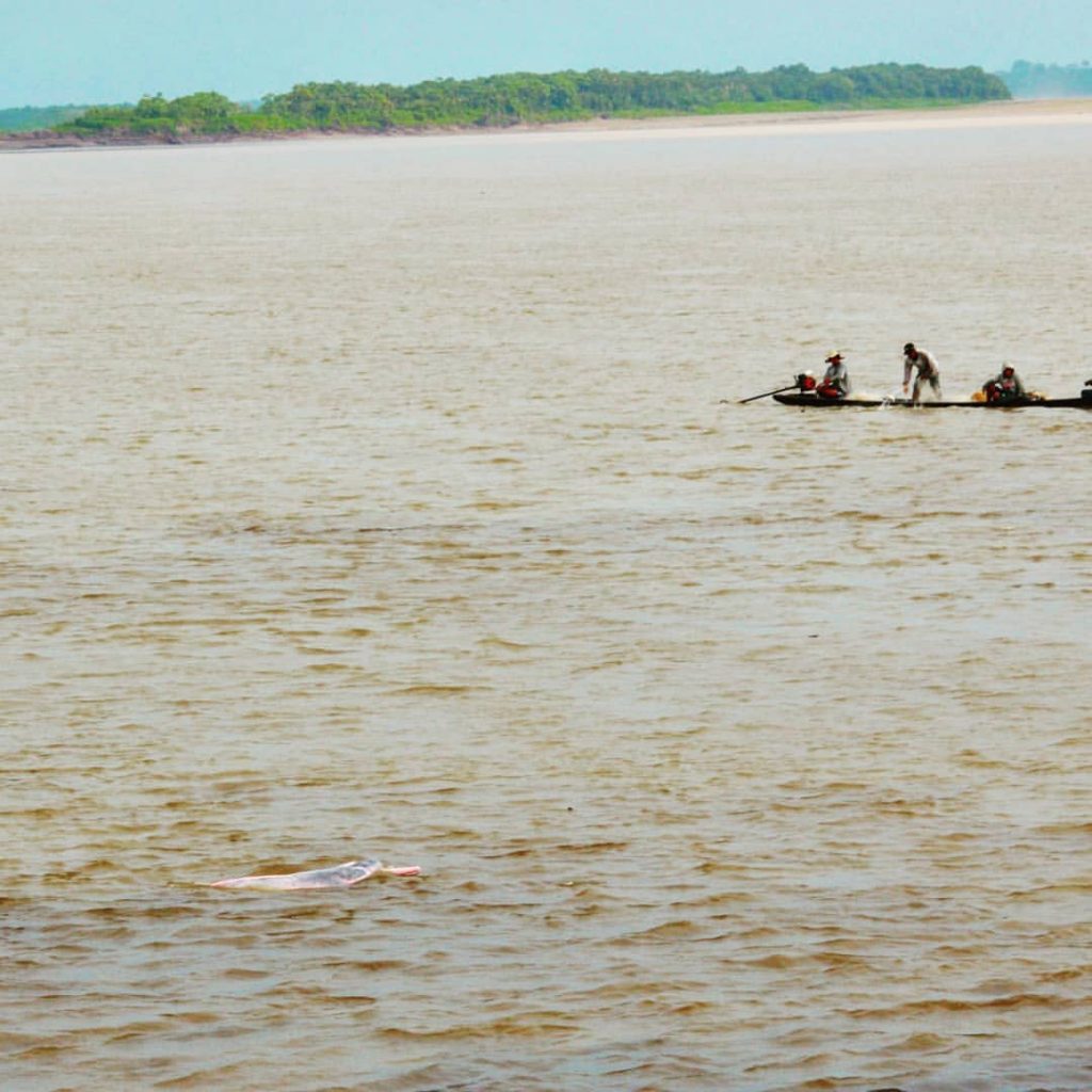 Розовый дельфин непрофессиональное фото — круиз по Амазонке