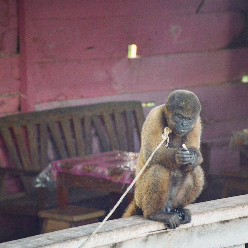обезьяна на привязи