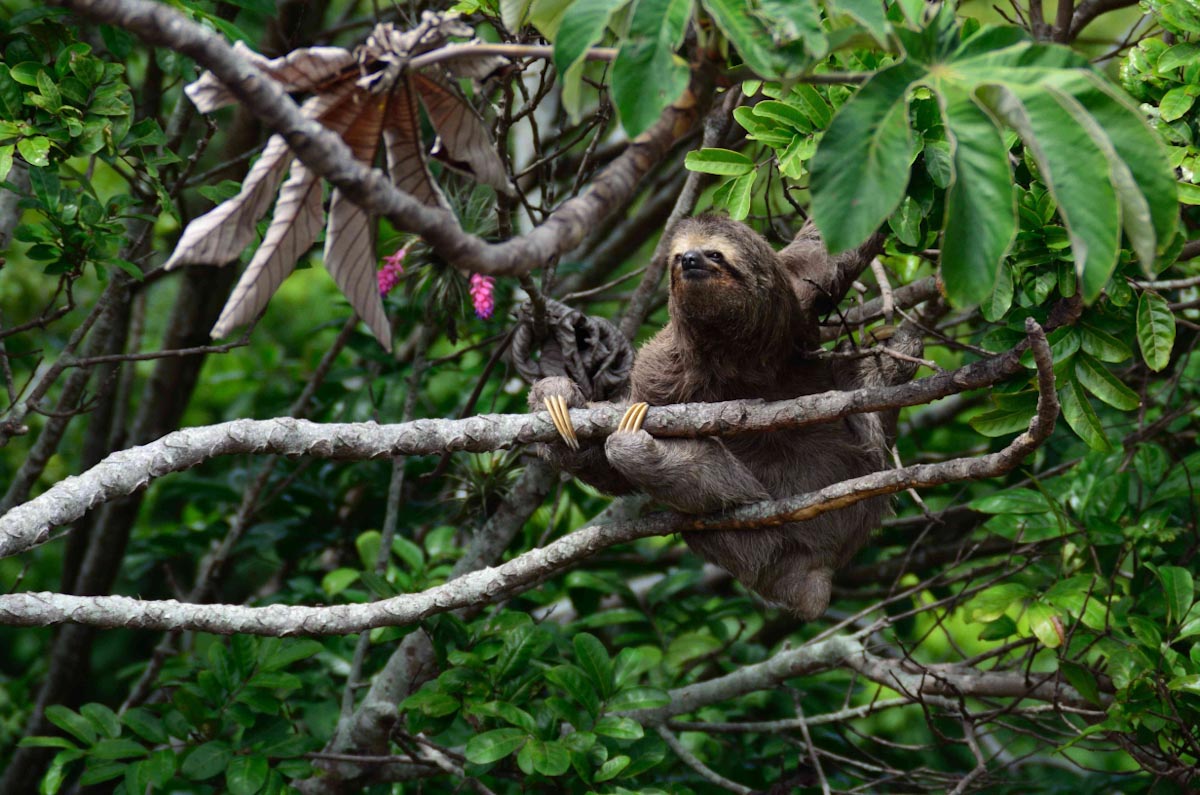 Ленивец на дереве — животные Амазонки