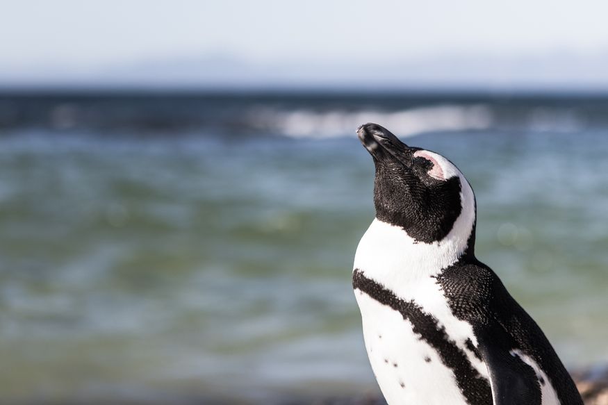 Пингвин греется на солнце на пляже в Перу