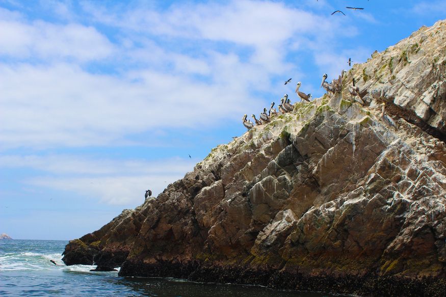 Пеликаны, чайки и крачки на скале в море