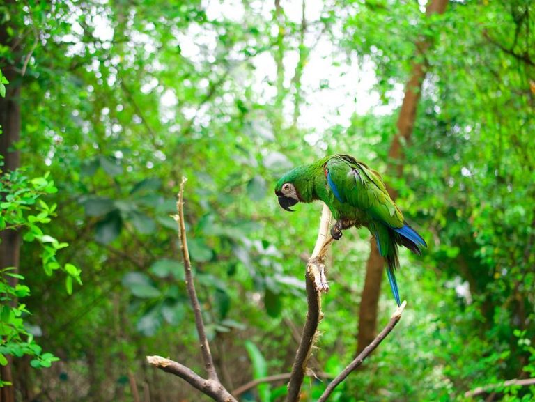 Зеленый попугай амазон в дикой природе