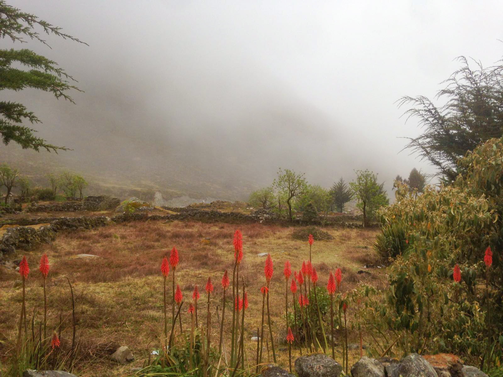 Красные цветы на оне туманных гор