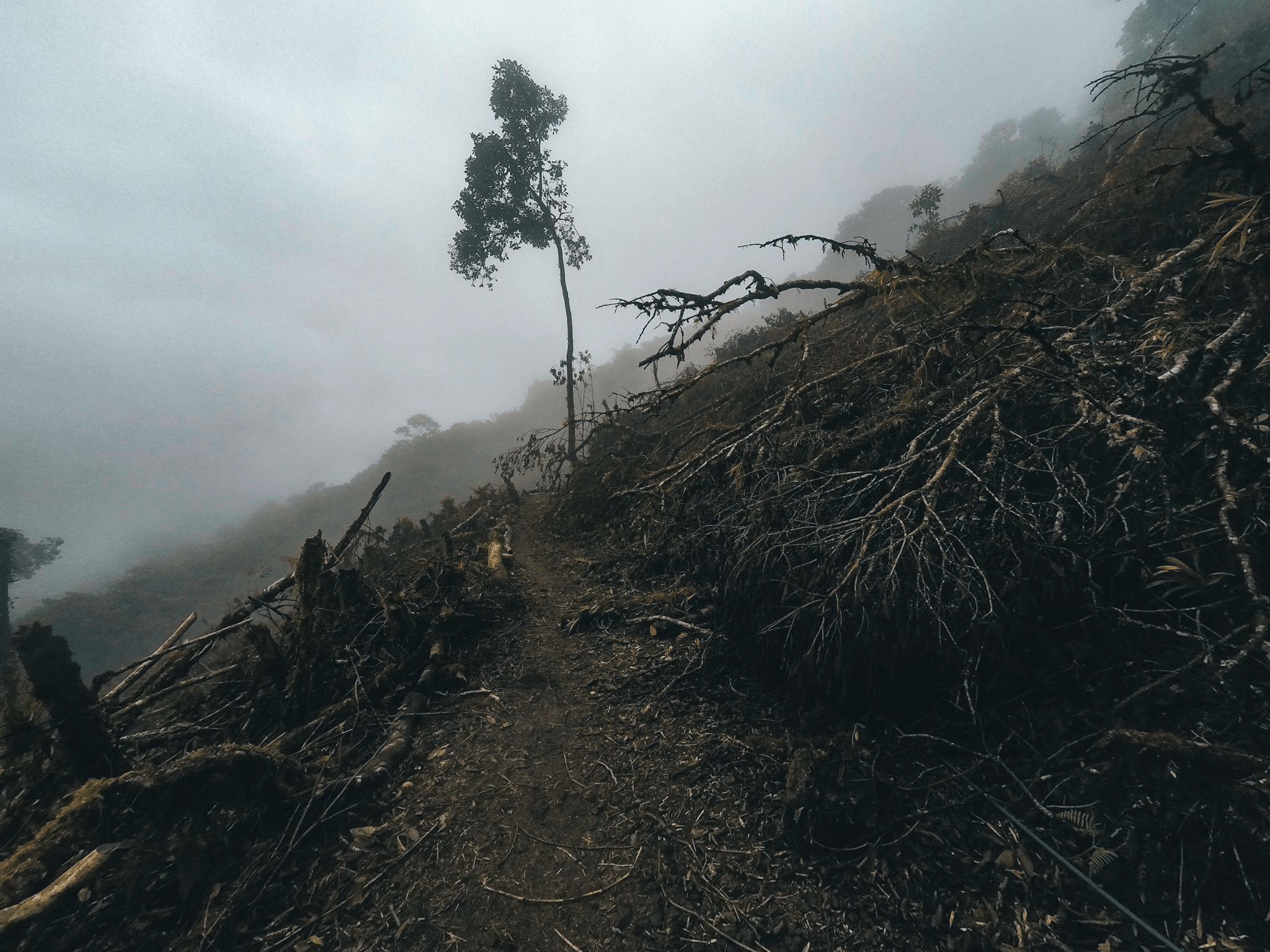 Поваленный лес в тумане на обрыве