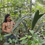 Индеец гуарани в джунглях собирает банановые листья / Huaorani man collecting leaves in the forest