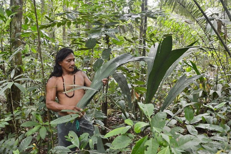 Индеец гуарани в джунглях собирает банановые листья