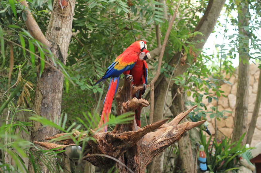 попугаи ара на ветке в джунглях