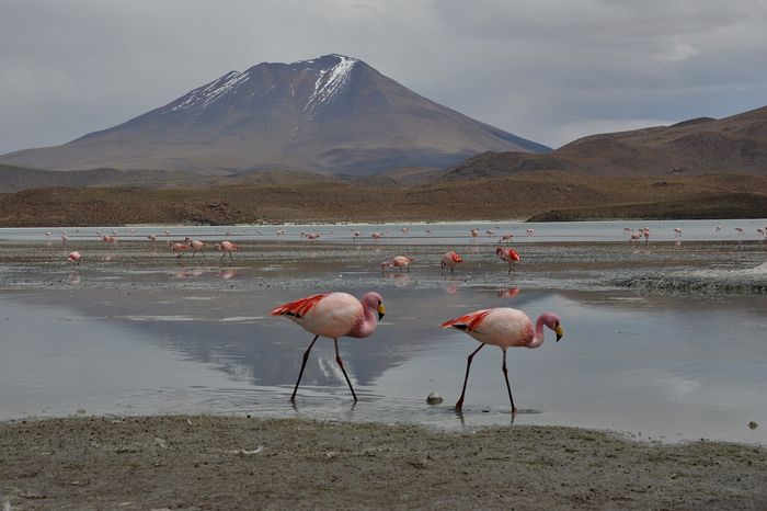 Два фламинго бредут вдоль озера