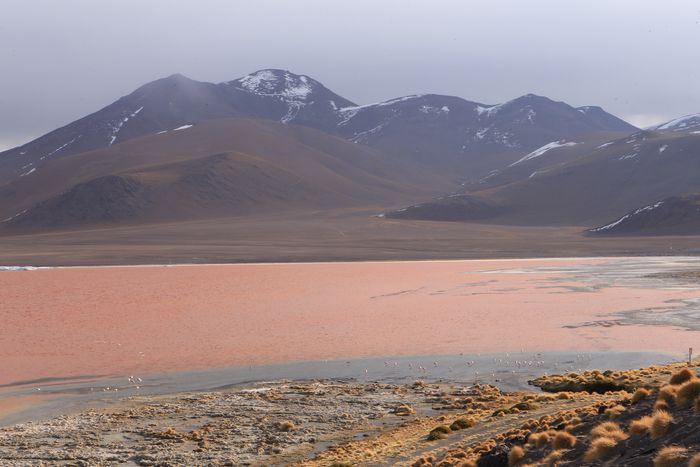 Цветной водоем в альтиплано — достопримечательность Боливии