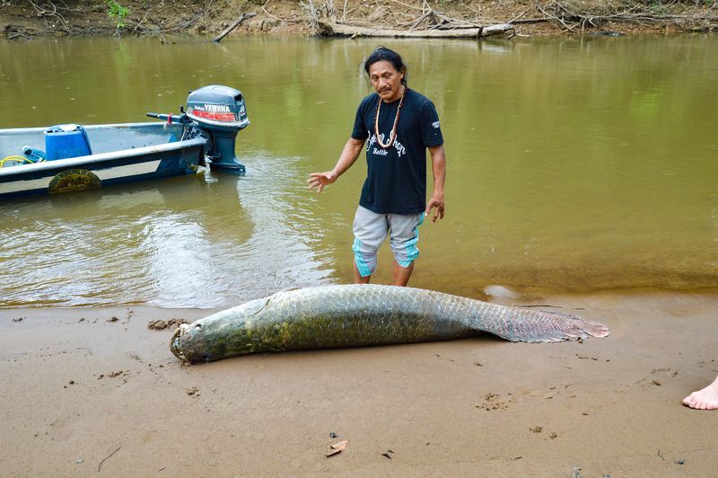 Рыба арапайма в парке Ясуни — животные Амазонки 