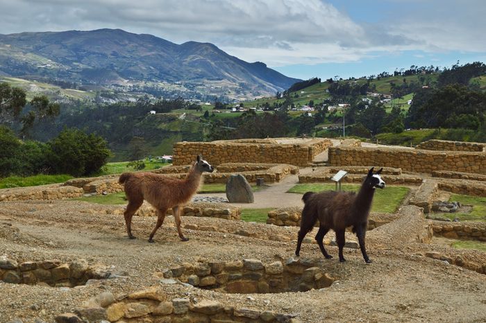 Ламы гуляют среди руин