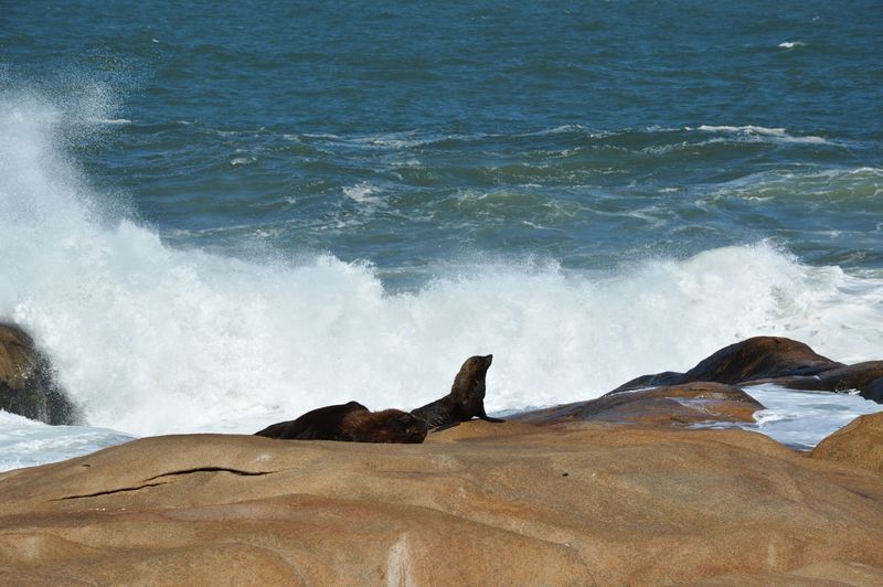 Морские котики на пляже Кабо Полонио