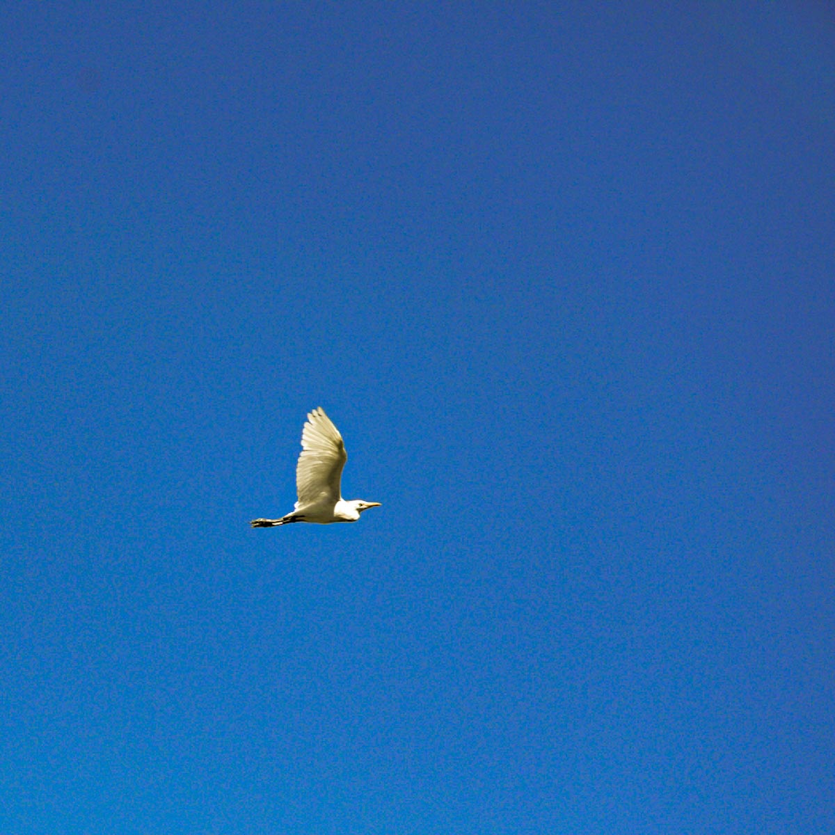 Птица на фоне синего неба