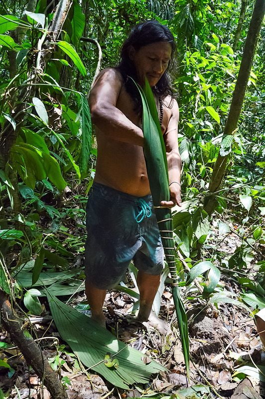 Коренной житель Амазонки собирает растения для кураре