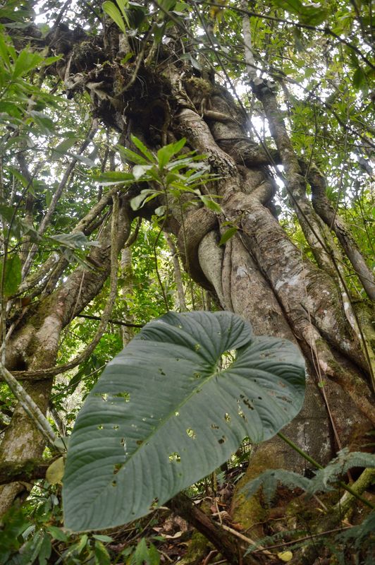 Растительность Эквадора