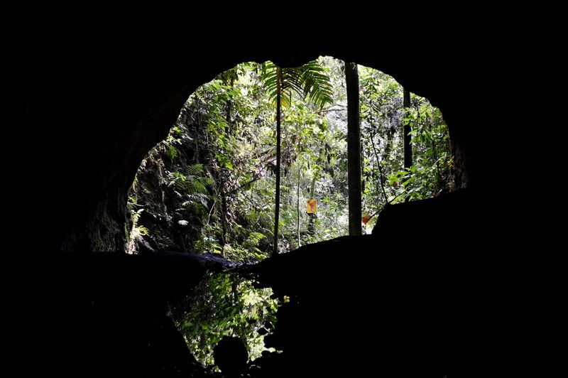 Вид из пещеры на зеленые деревья