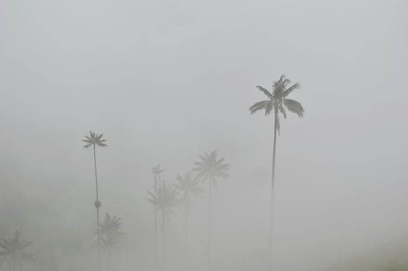 Пальмы в тумане — долина Кокора