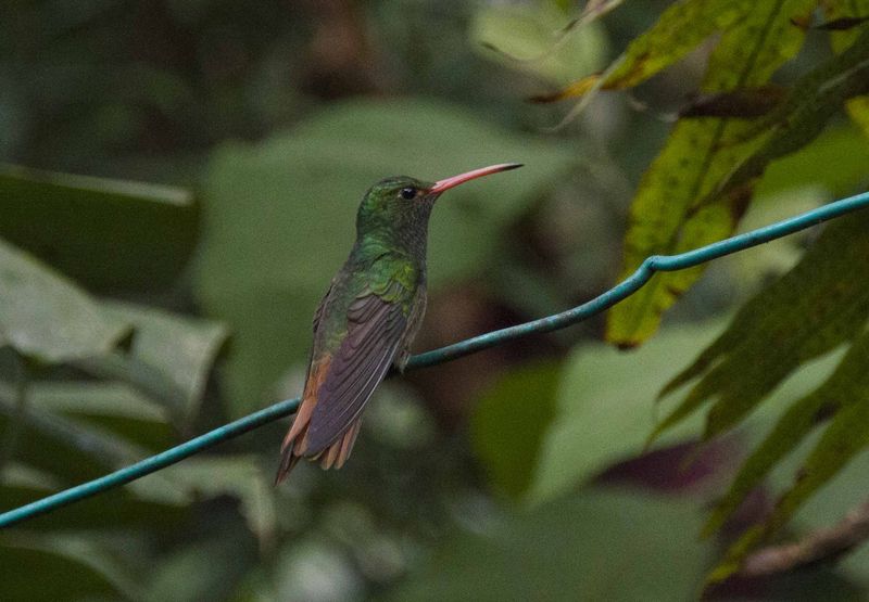 Колибри сидит на проводе