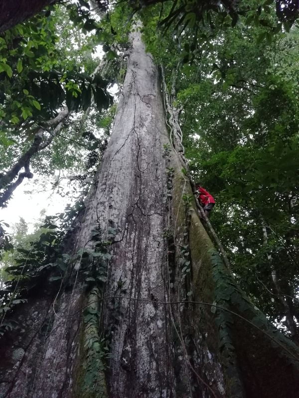 Мальчик срезает длинную лиану в джунглях