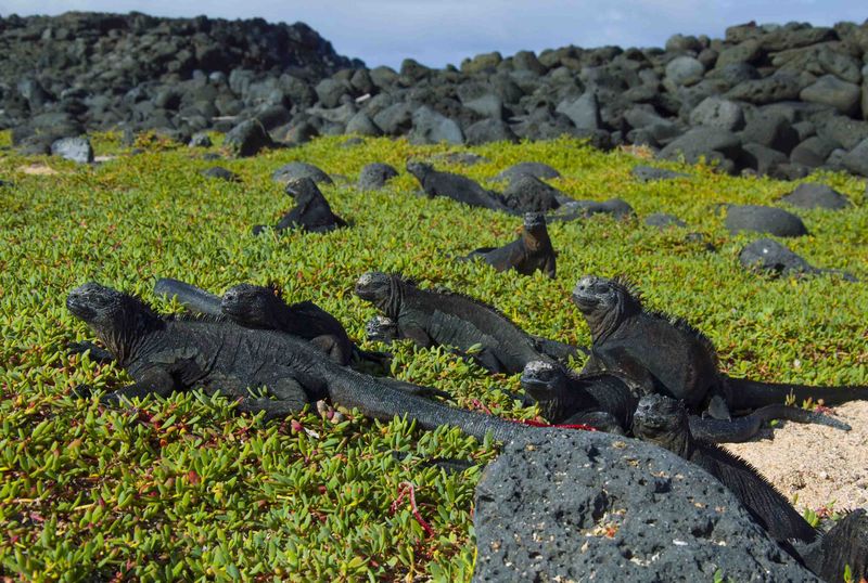 животные Галапагосских островов