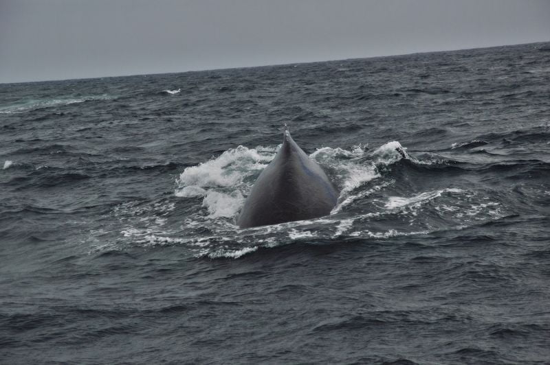 Спина горбатого кита