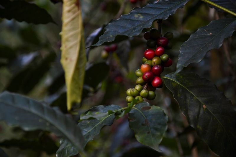 Плод кофейного дерева