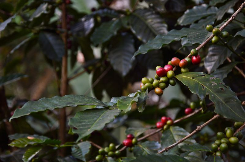 Зеленые ягоды кофе в окрестностях города Санта-Марта