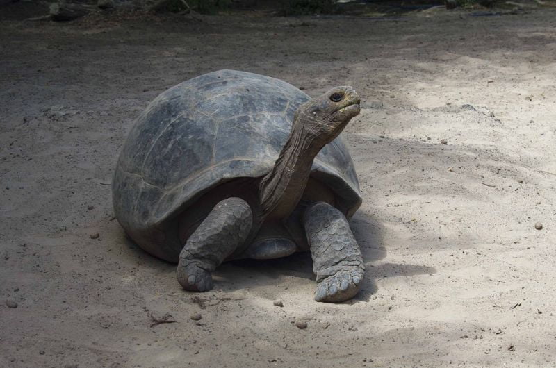 Слоновая черепаха животные Галапагосских островов