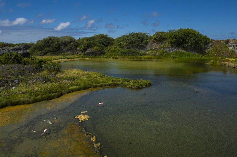 Озеро с фламинго — Галапагосские острова