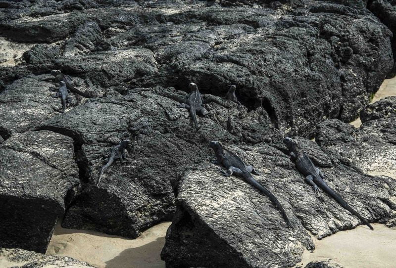 Морские игуаны греются на скале