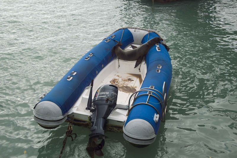 Туристическая лодка с морским котиком