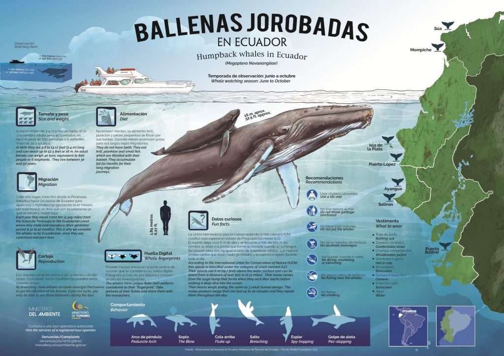 Инфографика о китах