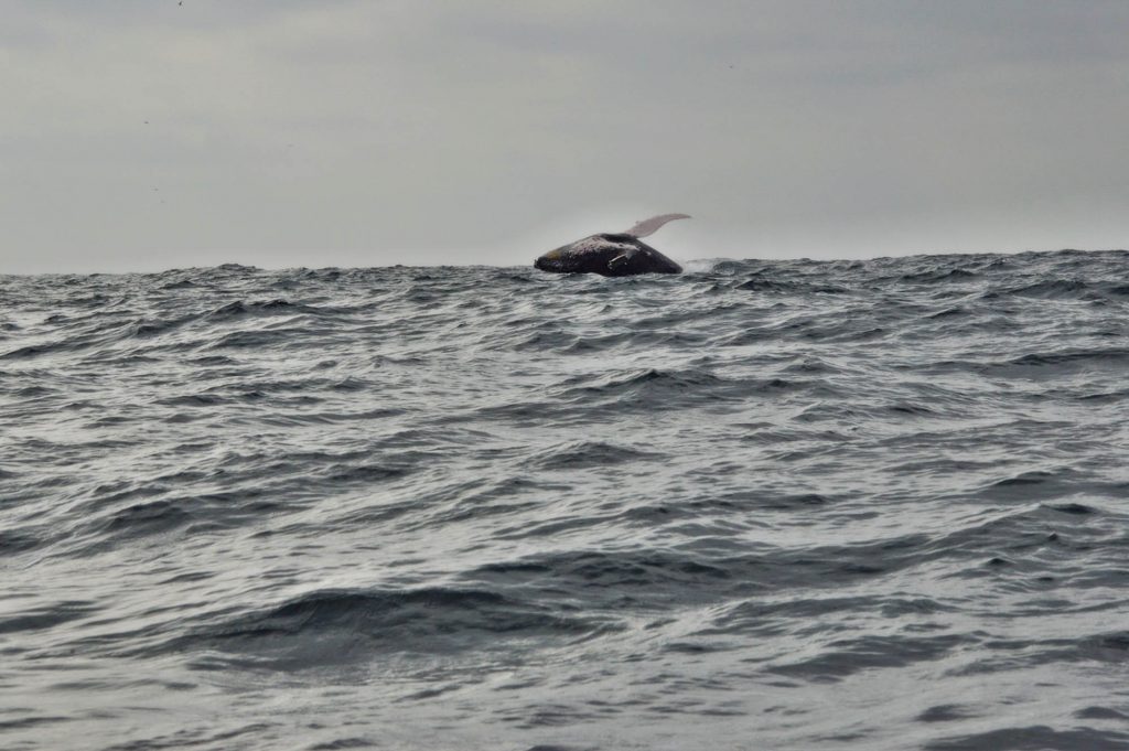 наблюдение за китами в Эквадоре