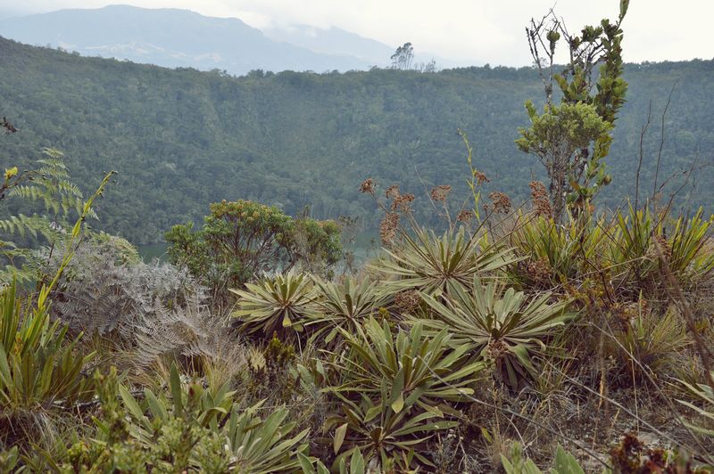 Растение фральехон в горах Колумбии — озеро Гуатавита