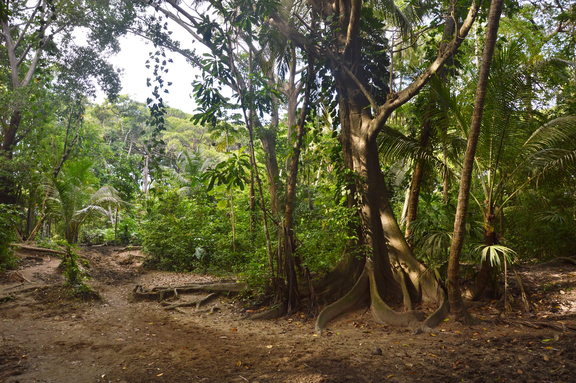 Джунгли Колумбии — парк Тайрона