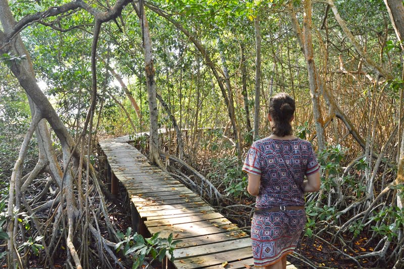 Погулка по мангровому лесу