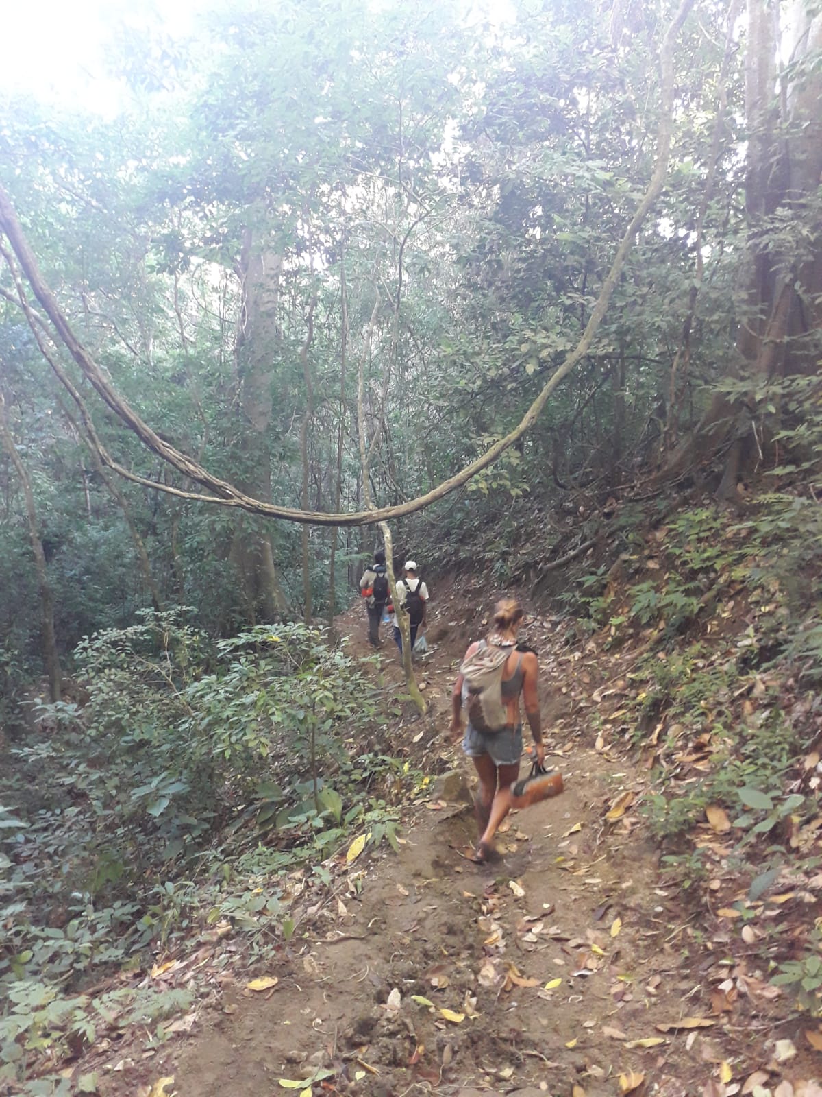 Группа людей спускается по джунглям по тропе