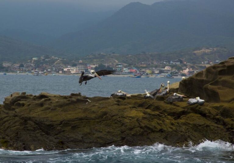 Пеликан приземляется на скалу